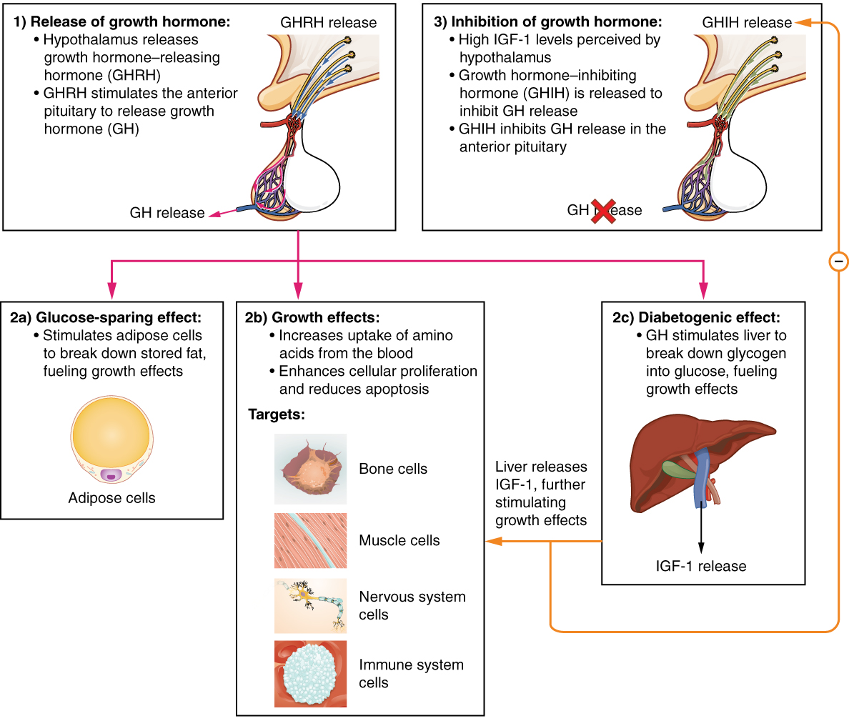 Hormonal regulation of growth. Image description available.