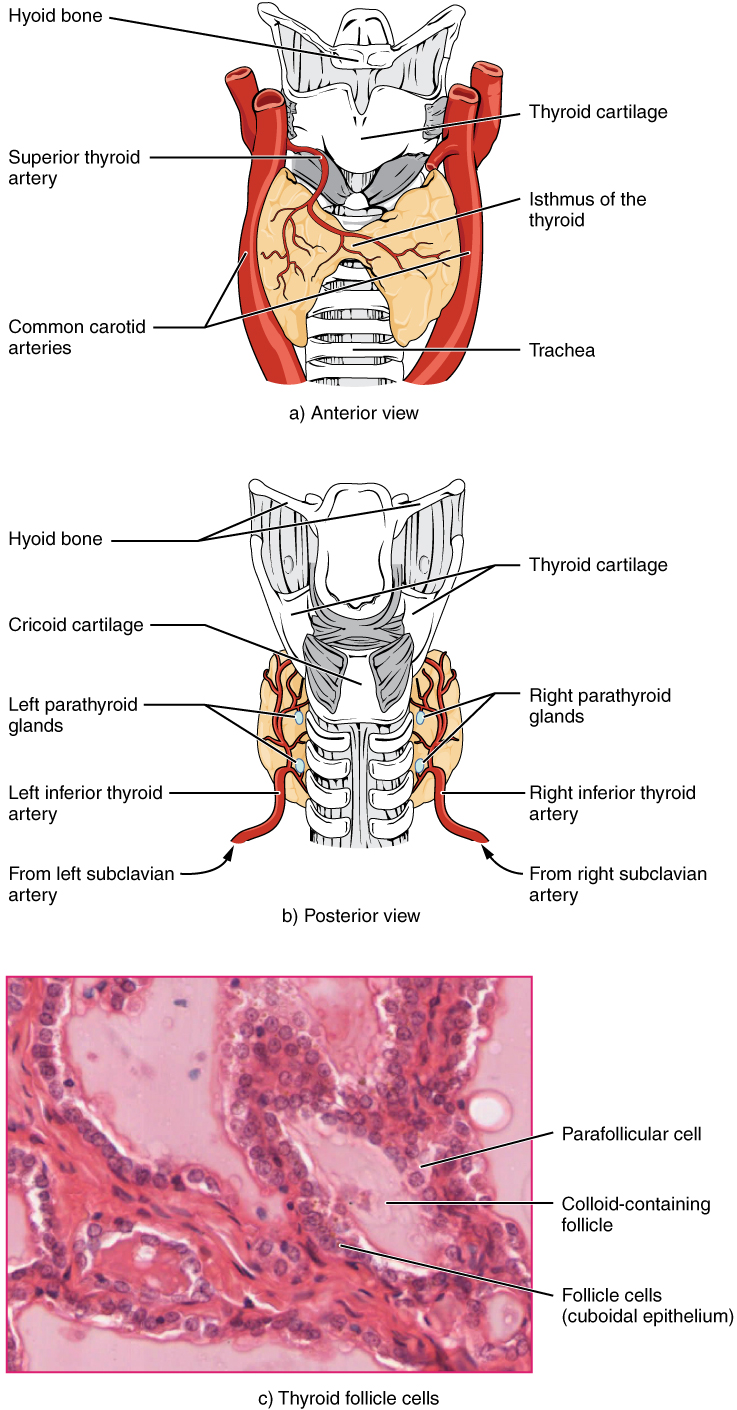 The thyroid gland. Image description available.