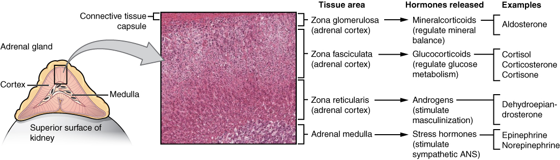 Adrenal glands. Image description available.