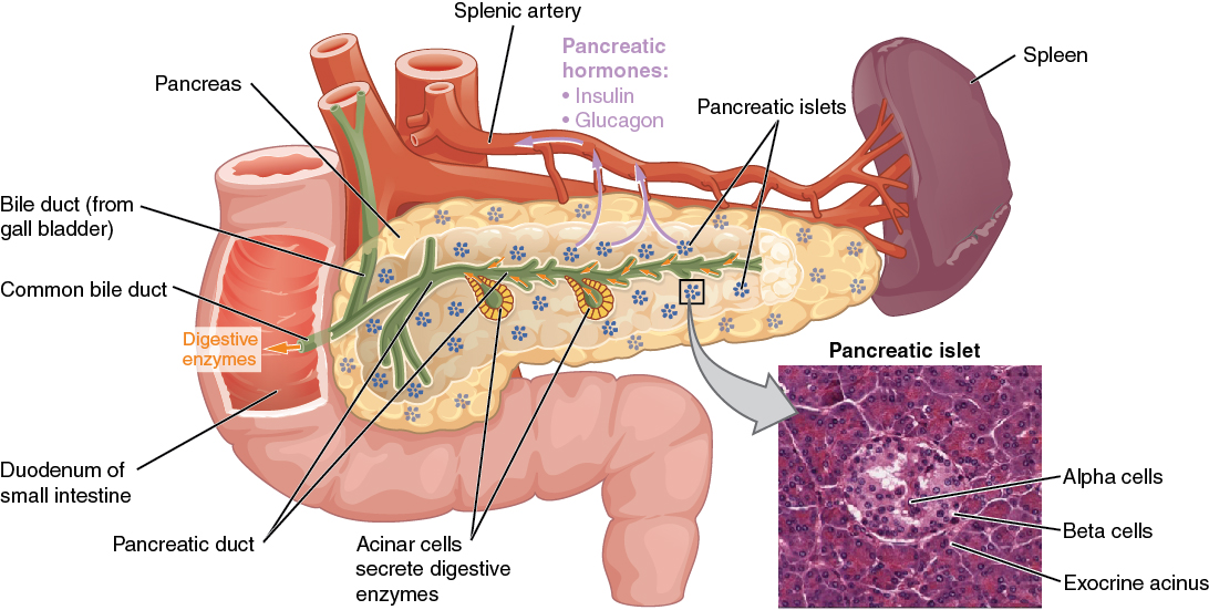 Anatomy of the pancreas. Image description available.