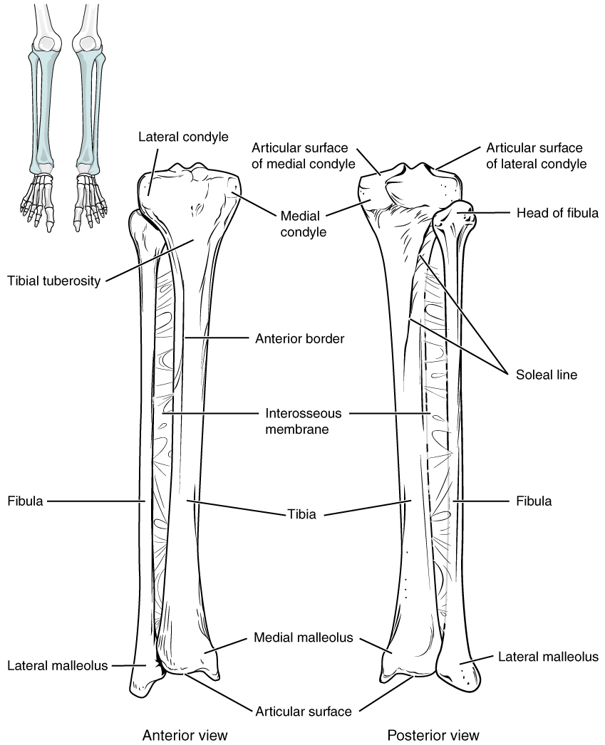 Bones of the lower legs. Image description available.