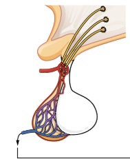 Anterior Pituitary Gland
