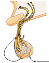 Posterior Pituitary Gland Image